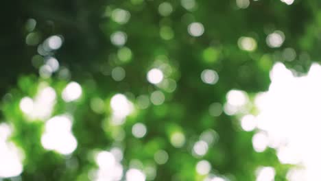 fondo de árbol abstracto de bokeh