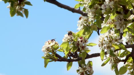 Group-of-bees-pollinating-some-beautiful-white-flowers-on-a-clear-summer-day-with-no-clouds