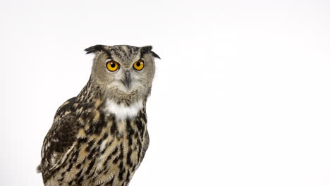 Eurasian-eagle-owl-looks-around---isolated-on-white-background