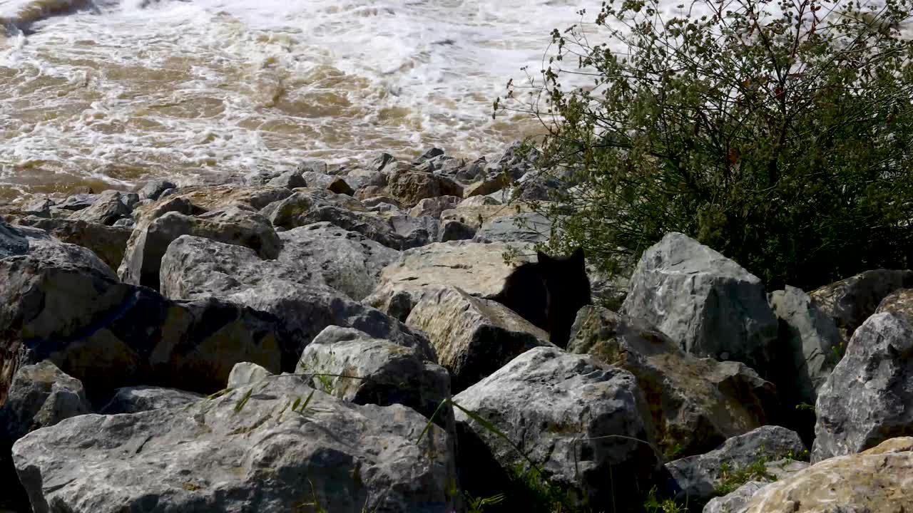 Static video of several feral cats living in the rocks at the Denison Dam on Lake Texoma