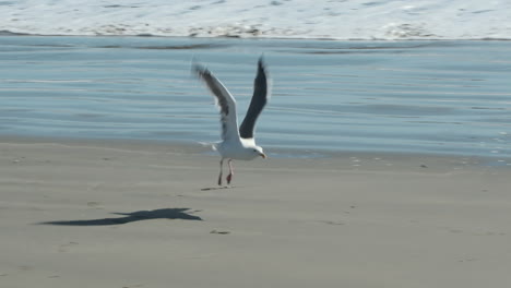 a medium shot as the camera pans to follow a seagull as it takes off and flies away in slow-motion