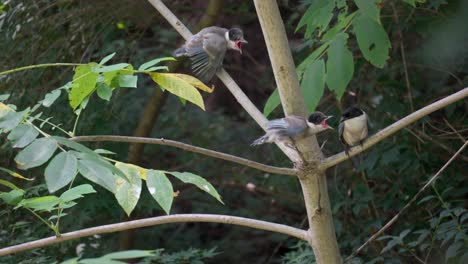 hambrientos polluelos de ave urraca de alas azules gritan a la madre para que traiga comida mientras descansan en una rama de árbol en el bosque