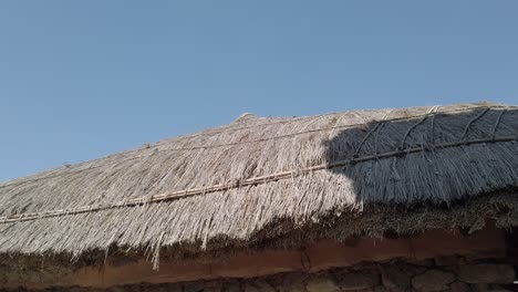 pequeños pájaros en busca de insectos en el techo de paja en el pueblo folclórico de naganeupseong