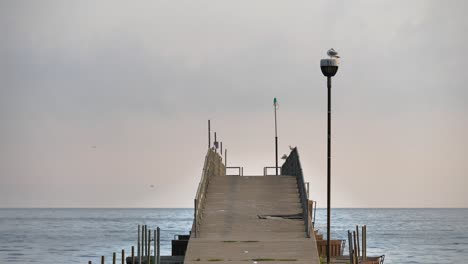 muelle desgastado del lago erie con pájaros temprano en la mañana