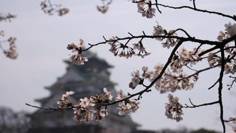 Flores-De-Cerezo-Moviéndose-Frente-Al-Templo-En-Japón