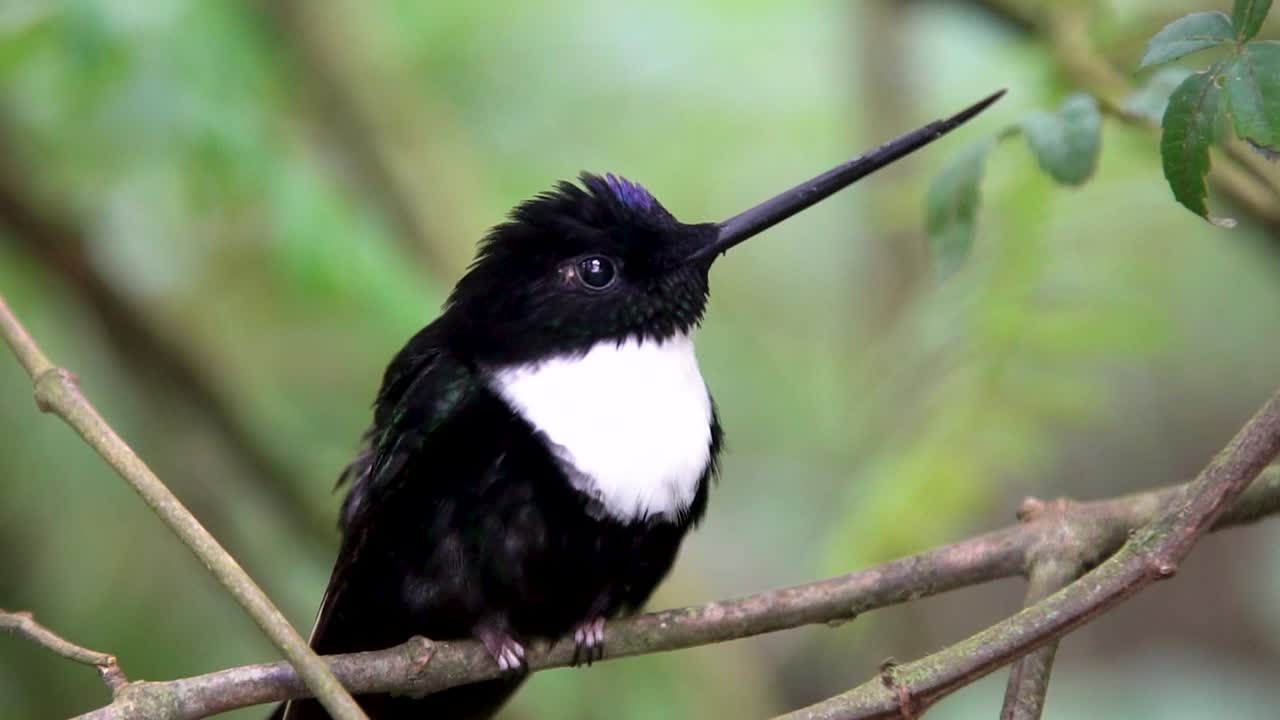 Closeup view of rare Collared Inca bird on thin branch.