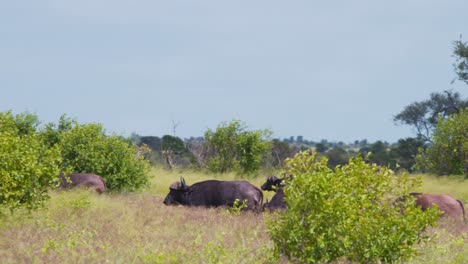 African-buffalo-herd-marching-in-tall-savannah-grass,-one-bull-prancing