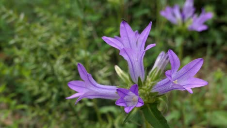 lila blume in den bergen, zungenförmige glockenblume, mittelmeer