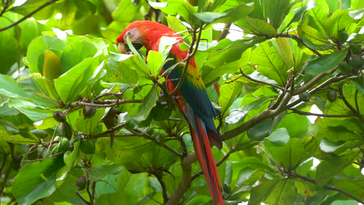 una guacamaya roja está comiendo almendras sentada en una rama de árbol