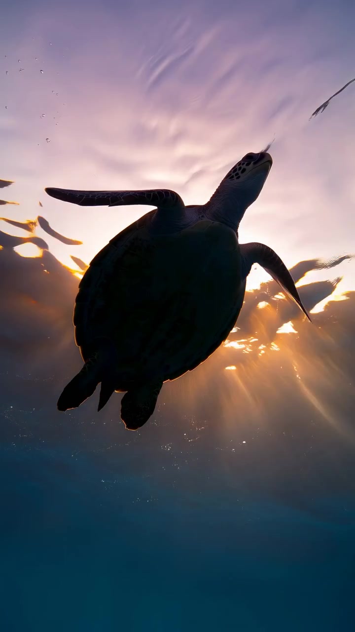 Single sea turtle viewed from below, rising near bright water surface with flippers extended, shell profile sharply outlined in silhouette, calm ocean atmosphere and strong sunlit contrast