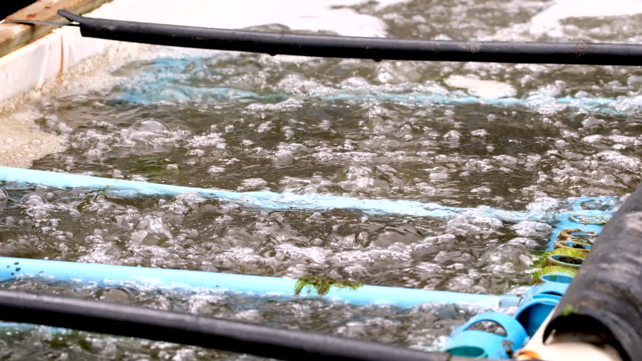 Bubbling aerated abalone tank with plastic structure for spat to settle on, tele