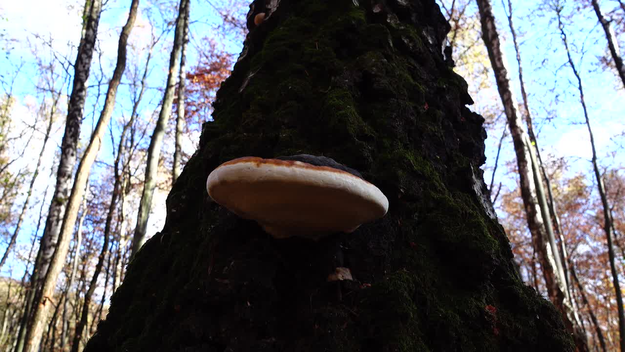 Timber fungus on the tree trunk