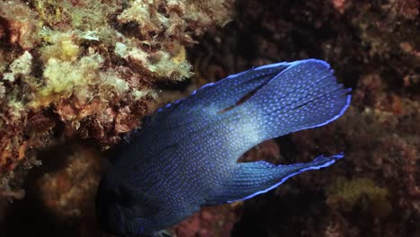 Southern-Blue-Devil-Fish-Paraplesiops-Meleagris-Endemisch-Südaustralien-4k-Zeitlupe