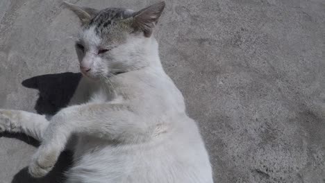 Street-cat-chilling-and-stretching-on-the-street-in-slow-motion-HD