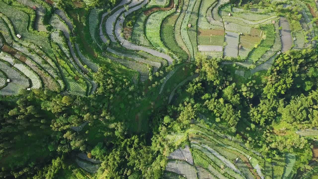 toma aérea de arriba hacia abajo de plantaciones de hortalizas en el valle y densos árboles en java central, indonesia