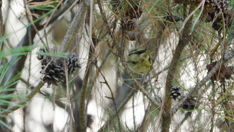 goldcrest  jumps on conifer tree branches