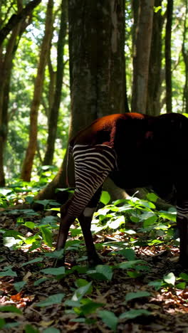 okapi in the forest
