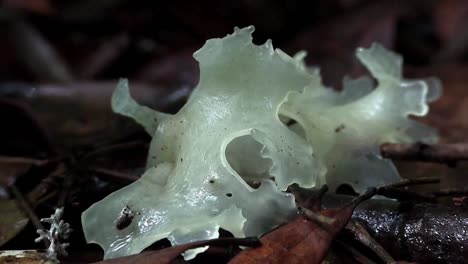 Zoom-Lento-En-El-Hongo-Gelatinoso-A-Medida-Que-Crece-En-El-Suelo-Del-Bosque