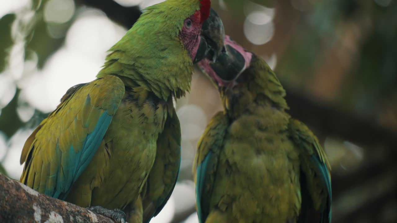 par de loros en el árbol