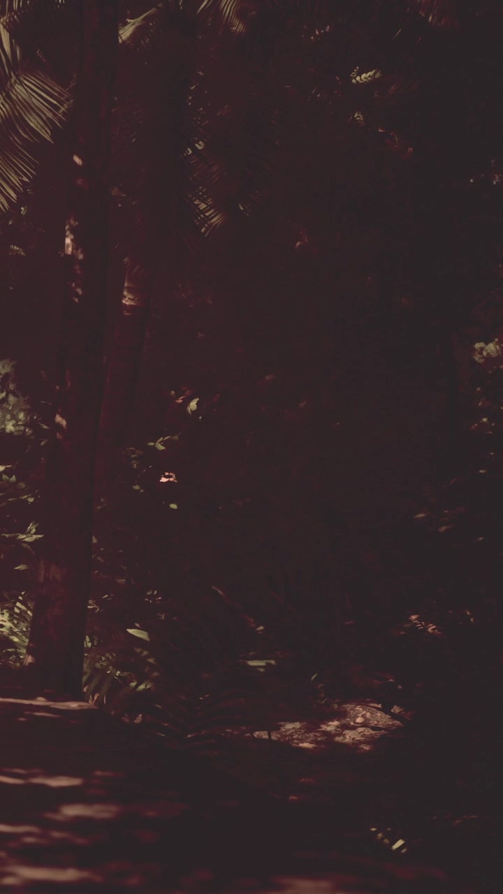 Forest path surrounded by trees and plants during early evening hours
