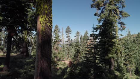 antena de proximidad a través de los árboles del bosque en el norte de california