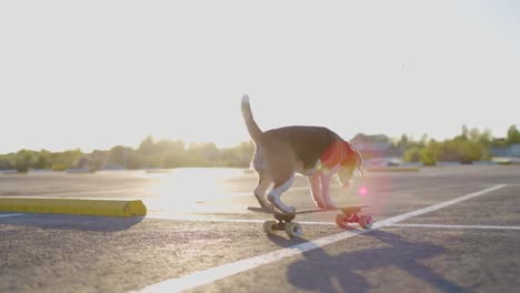 beagle dog rides a skateboard outdoors. pet learns to ride a skateboard in the parking