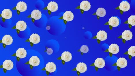 Animation-of-white-flowers-over-blue-background-with-bubbles