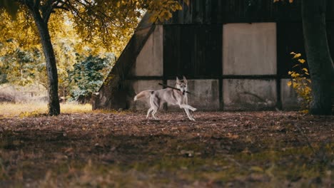 Husky-Läuft-Im-Garten-Mit-Dem-Holzstab-Im-Maul