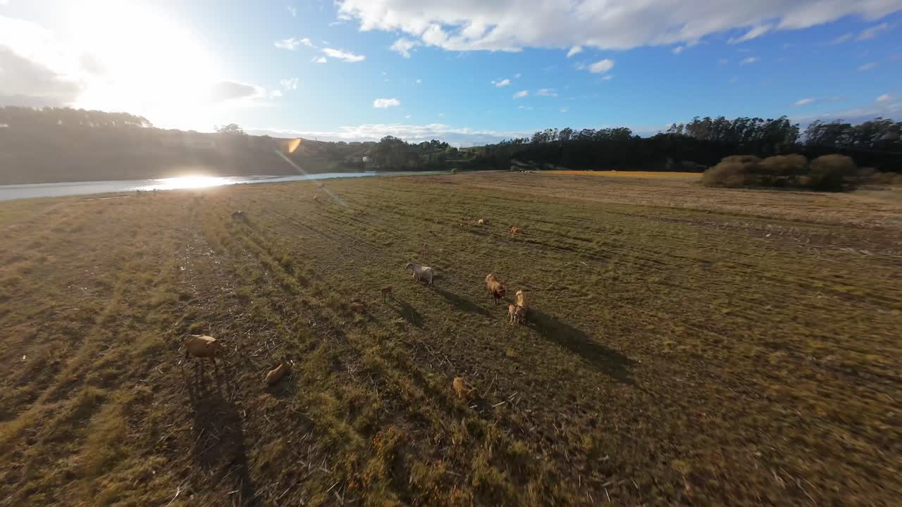 Drone orbiting around cows with the sun in the backround and close to Pas river in LIencres (Cantabria)