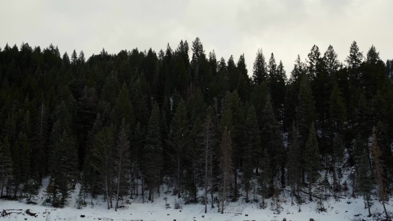 cámara lenta de copos de nieve cayendo frente a grandes pinos verdes desde la parte superior del lago congelado del embalse del tenedor tibble en el cañón del tenedor americano, utah en una fría tarde de invierno nublada
