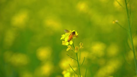 Abejas-Recolectando-Miel-De-Flores-De-Mostaza