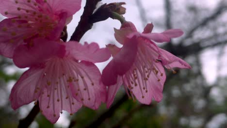 kanzakura sakura flor de cerezo japonés ondeando en la brisa