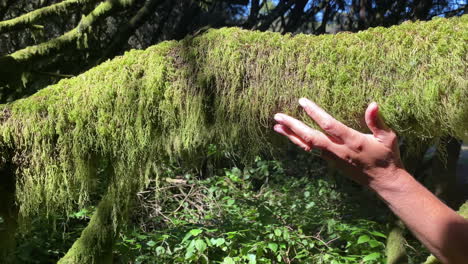 a woman draws energy from nature by caressing a moss and lichen covered tree in a sun drenched forest