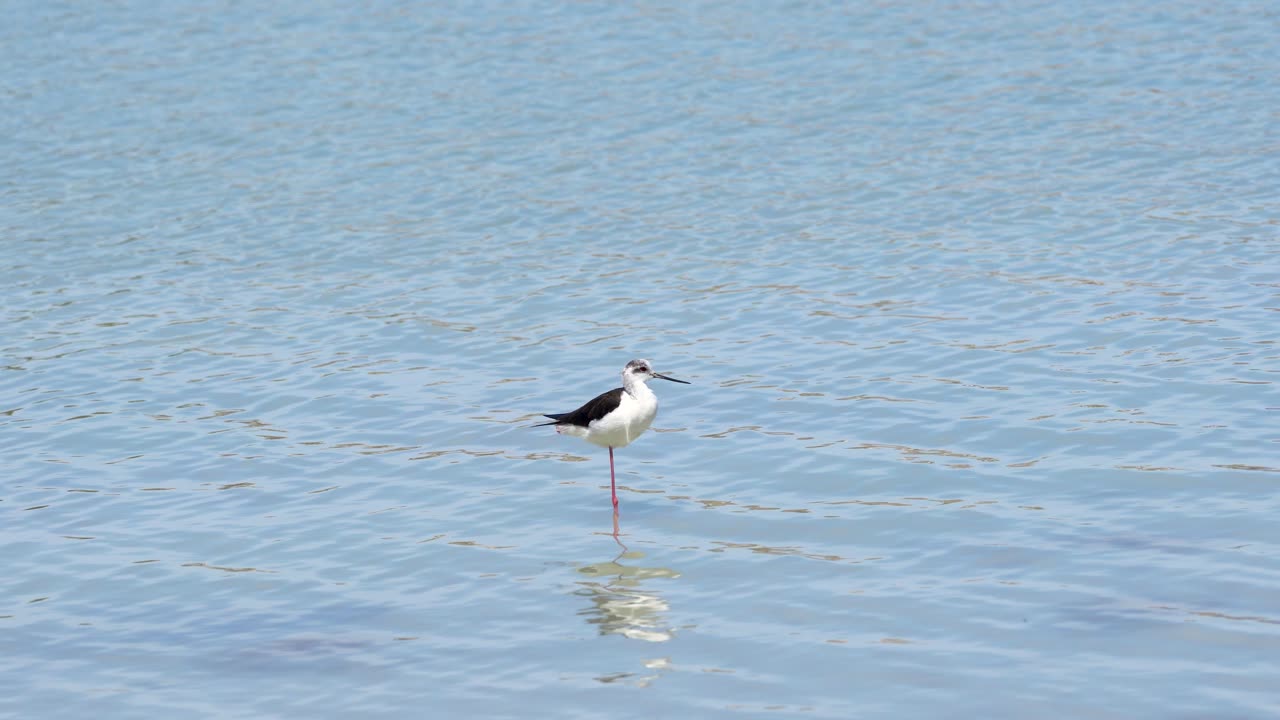 Black-winged Stilt in Shallow Water