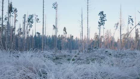 frozen winter forest