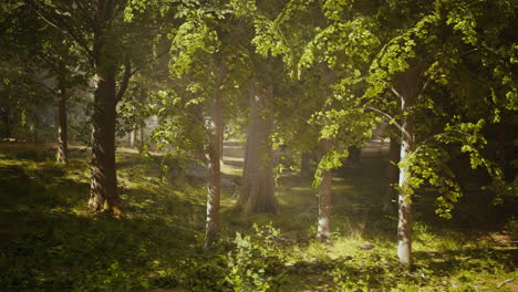 sunbeams filtering through a lush green forest