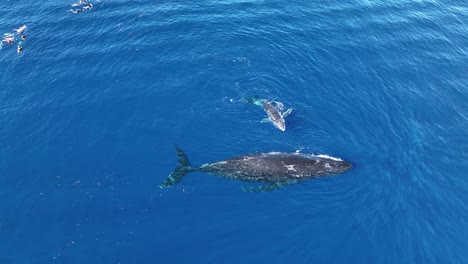 Tour-De-Avistamiento-De-Ballenas:-Buceadores-Observando-Dos-Ballenas-Jorobadas-Nadando-En-Moorea,-Polinesia-Francesa