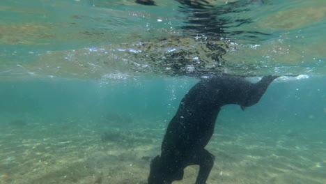 slow motion, black dog swim on surface of water and dives for stone to the seabed in sunlight. underwater shot. red sea, dahab, egypt