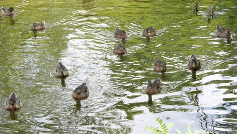 a group of ducks swimming from side to side in a pond expecting to get food from people