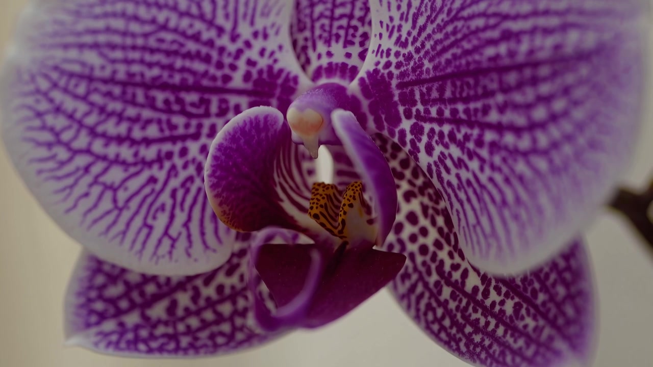 Primo piano di un fiore di orchidea maculata viola vivace.