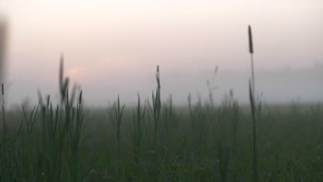 Outdoors-at-hazy-sunset-in-field,-slow-slider-shot-in-grass