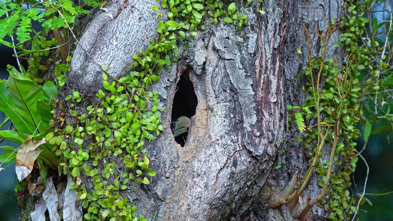 A Young Oriental Pied Hornbill is Eating Inside the Tree Cavity While Safely Staying Close to its Nest - Close Up