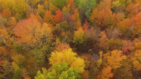 coloridos pájaros de otoño ven vuelo aéreo de drones sobre hermosos árboles
