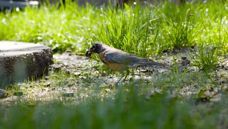 robin bird is searching for worms in the warm spring weather