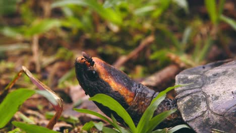 curious stingles bee pecks at eye of the twist-necked turtle who blinks as the bee hovers and flies off, closeup on forest floor in peru’s amazon.