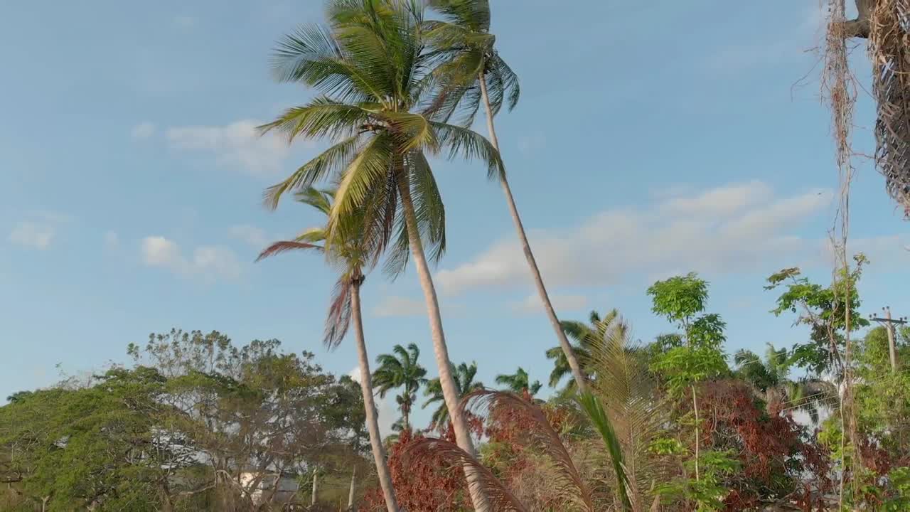 coco - toma de revelación de palmera desde la isla de trinidad y tobago en el caribe usando la posición de cardán hacia arriba de dji mavic air