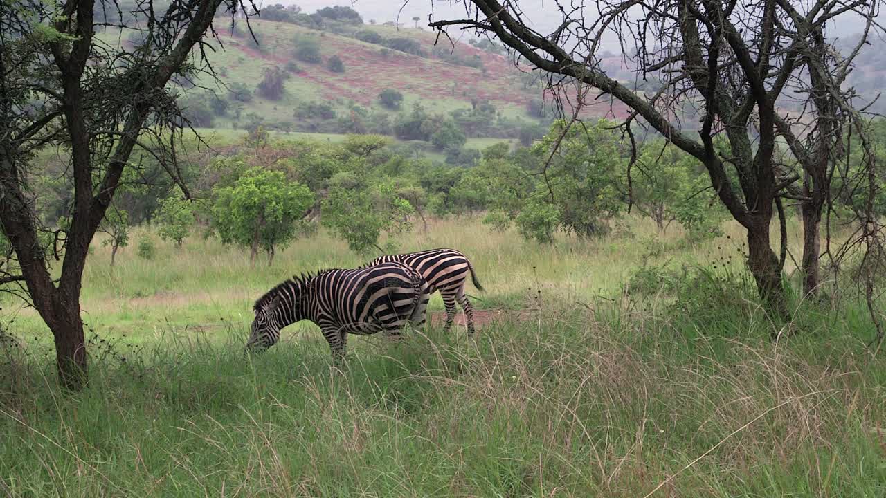 Due zebre che si nutrono, inquadratura ampia