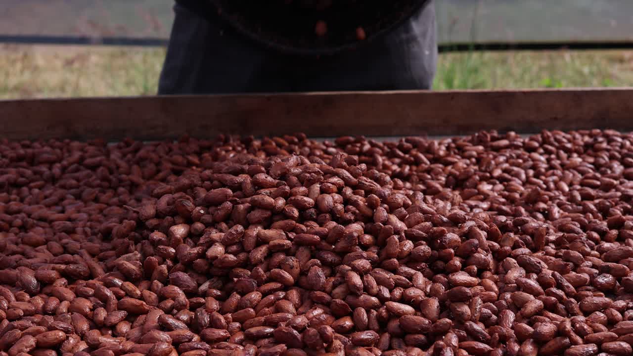 Slow Motion Dumping Of Fermented Cacao Seeds