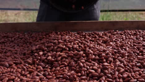Slow-Motion-Dumping-Of-Fermented-Cacao-Seeds