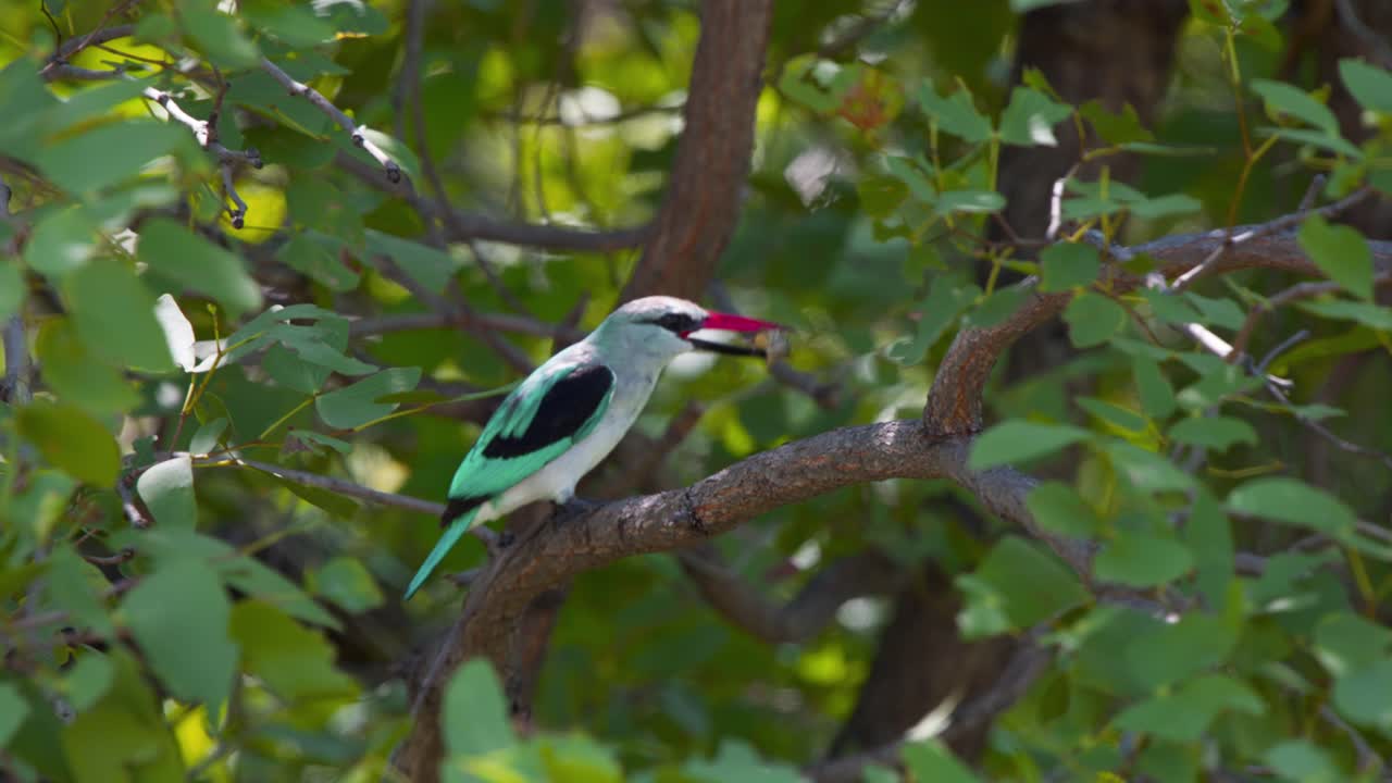 pájaro pescador de bosque comiendo un insecto grande mientras se posa en una rama